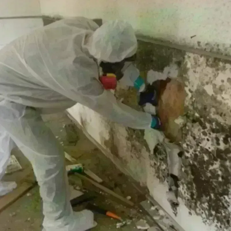 Mold Remediation and Removal in Jackson, AL